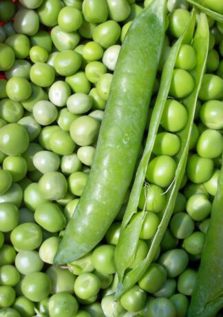 Pea - Maestro - St. Clare Heirloom Seeds