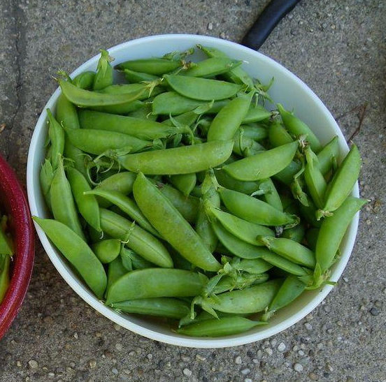 Pea, Snap Pea - Sugar Lace II - St. Clare Heirloom Seeds
