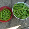 Pea, Snap Pea - Sugar Lace II - St. Clare Heirloom Seeds