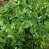Pea, Snap Pea - Sugar Lace II - St. Clare Heirloom Seeds