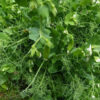 Pea, Snap Pea - Sugar Lace II - St. Clare Heirloom Seeds