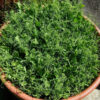 Pea, Snap Pea - Sugar Lace II Young Plants - St. Clare Heirloom Seeds