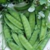 Pea, Snow - Dwarf Grey Sugar - St. Clare Heirloom Seeds
