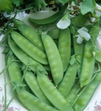 Pea, Snow - Dwarf Grey Sugar - St. Clare Heirloom Seeds