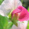 Pea, Snow - Dwarf Grey Sugar Blossom - St. Clare Heirloom Seeds