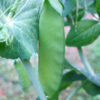Pea, Snow Pea - Mammoth Melting - Photo credit: Robert Duval - St. Clare Heirloom Seeds