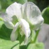 Pea, Snow Pea - Mammoth Melting Blossom - Photo credit: Robert Duval - St. Clare Heirloom Seeds