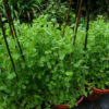 Pea, Snow Pea - Mammoth Melting Plants - St. Clare Heirloom Seeds