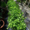 Pea, Snow Pea - Mammoth Melting Plants - St. Clare Heirloom Seeds