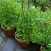Pea, Snow Pea - Mammoth Melting Plants - St. Clare Heirloom Seeds