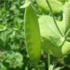 Pea, Snow Pea - Mammoth Melting - Photo credit: Robert Duval - St. Clare Heirloom Seeds