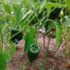 Pepper, Hot - Ancho 101 - St. Clare Heirloom Seeds