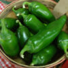 Pepper, Hot - Jalapeno Early - St. Clare Heirloom Seeds