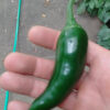 Pepper, Hot- Jalapeno Early - St. Clare Heirloom Seeds
