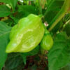 Pepper, Hot - Orange Habanero - St. Clare Heirloom Seeds