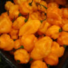 Pepper, Hot - Orange Habanero - Photo credit: P.J. Smith - St. Clare Heirloom Seeds
