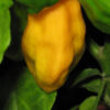 Pepper, Hot - Orange Habanero Photo Credit: Robert Duval - St. Clare Heirloom Seeds