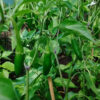 Pepper, Hot - Serrano - St. Clare Heirloom Seeds