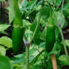Pepper, Hot - Serrano - St. Clare Heirloom Seeds