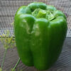 Pepper, Sweet - California Wonder - Photo Credit: RobynAnne - St. Clare Heirloom Seeds