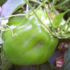 Pepper, Sweet - California Wonder - St. Clare Heirloom Seeds