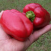 Pepper, Sweet - California Wonder - St. Clare Heirloom Seeds