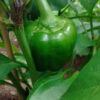 Pepper, Sweet - California Wonder - St. Clare Heirloom Seeds