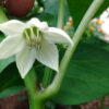 Pepper, Sweet - California Wonder Blossom - St. Clare Heirloom Seeds