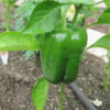 Pepper, Sweet - California Wonder - Photo Credit Robert Duval - St. Clare Heirloom Seeds