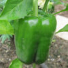 Pepper, Sweet - California Wonder - Photo Credit Robert Duval - St. Clare Heirloom Seeds