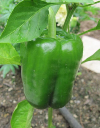 Pepper, Sweet - California Wonder - Photo Credit Robert Duval - St. Clare Heirloom Seeds