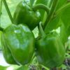 Pepper, Sweet - Emerald Giant - St. Clare Heirloom Seeds