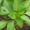 Pepper, Sweet - Emerald Giant Plant - St. Clare Heirloom Seeds