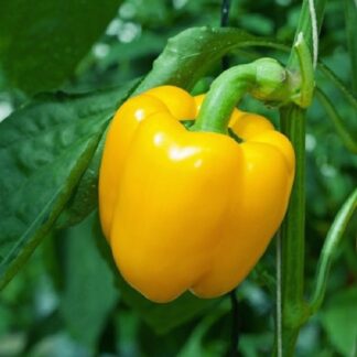 Pepper, Sweet - Sunbright - St. Clare Heirloom Seeds