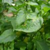 Sweet Pepper - Sweet Banana - St. Clare Heirloom Seeds