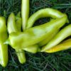 Sweet Pepper - Sweet Banana - St. Clare Heirloom Seeds