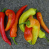 Sweet Pepper - Sweet Banana - St. Clare Heirloom Seeds