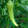 Sweet Pepper - Sweet Banana - St. Clare Heirloom Seeds