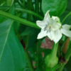 Sweet Pepper - Sweet Banana - St. Clare Heirloom Seeds