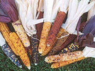 Calico Popcorn - St. Clare Heirloom Seeds