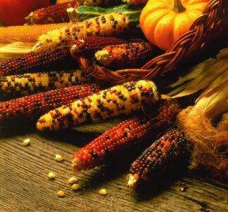 Carousel Mini Popcorn - St. Clare Heirloom Seeds