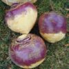 Rutabaga - Laurentian - St. Clare Heirloom Seeds