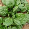 Spinach - Bloomsdale Longstanding - St. Clare Heirloom Seeds