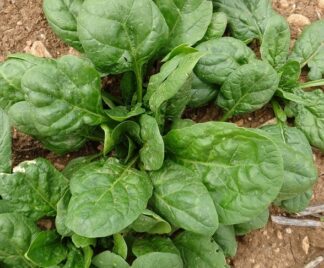 Spinach Seeds