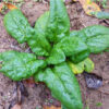 Spinach - Organic Bloomsdale Long Standing - St. Clare Heirloom Seeds