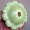 Summer Squash - Benning's Green Tint - St. Clare Heirloom Seeds