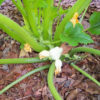 Summer Squash - Benning's Green Tint - St. Clare Heirloom Seeds