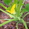 Summer Squash - Benning's Green Tint - St. Clare Heirloom Seeds