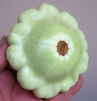Summer Squash - Benning's Green Tint - St. Clare Heirloom Seeds