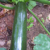 Summer Squash - Black Beauty - St. Clare Heirloom Seeds